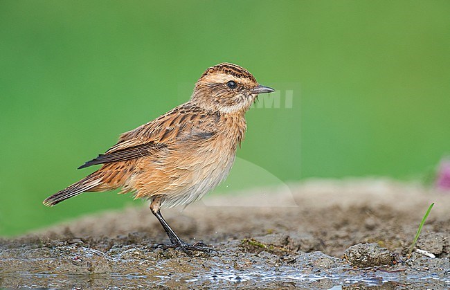 Winchat, Paapje, Saxicola rubetra stock-image by Agami/Alain Ghignone,