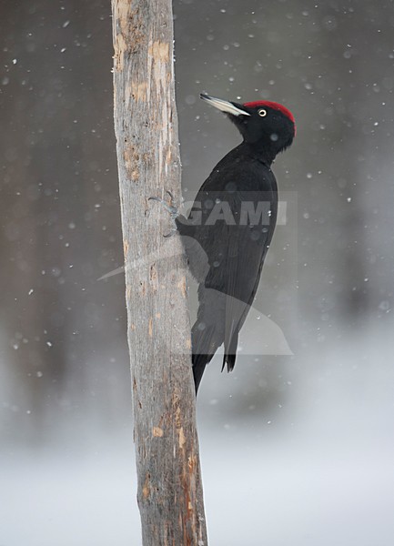 Mannetje Zwarte Specht in de sneeuw; Male Black Woodpecker in winter stock-image by Agami/Han Bouwmeester,