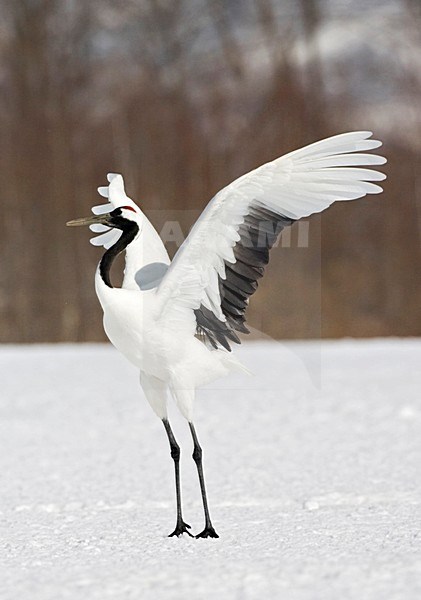 Red-crowned Crane display; Chinese Kraanvogel baltsend stock-image by Agami/Marc Guyt,