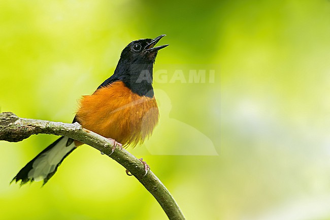 White-crowned Shama (Copsychus stricklandii) Perched on a branch in Borneo stock-image by Agami/Dubi Shapiro,