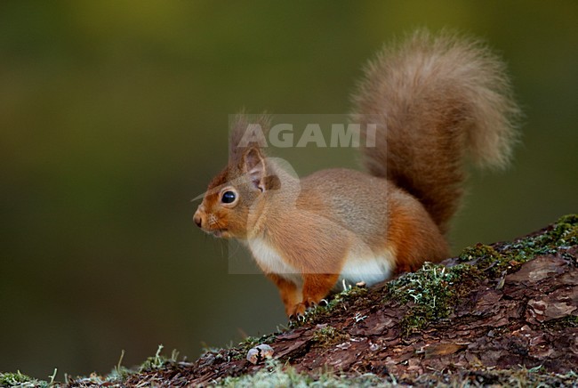 Rode eekhoorn; Red Squirrel stock-image by Agami/Danny Green,