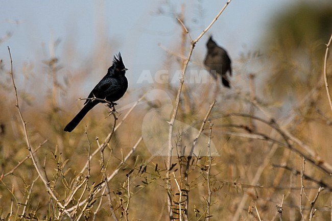 Mannetje Zwarte Zijdevliegenvanger; Male Phainopepla stock-image by Agami/Martijn Verdoes,