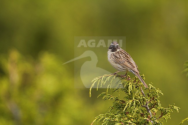 Black-throated Accentor - Schwarzkehlbraunelle - Prunella atrogularis ssp. huttoni, Kazakhstan, adult stock-image by Agami/Ralph Martin,