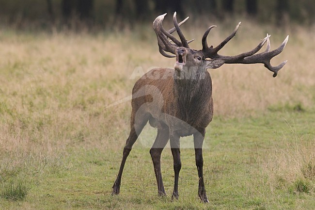 Red Deer male roaring; Edelhert man burlend stock-image by Agami/Han Bouwmeester,