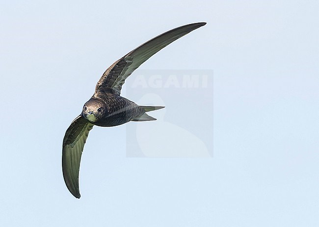 Common swift (Apus apus) in flight stock-image by Agami/Lennart Verheuvel,