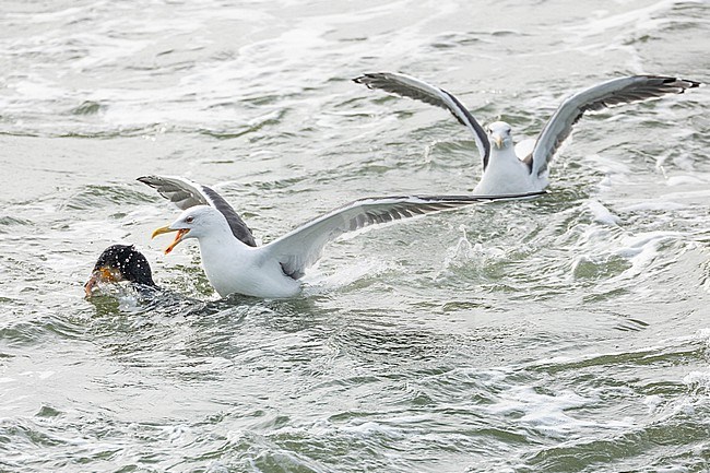  stock-image by Agami/Menno van Duijn,