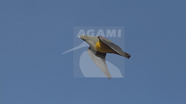 Front view of a Bruce's Green Pigeon (Treron waalia) in flight. Gambia, Africa stock-image by Agami/Markku Rantala,