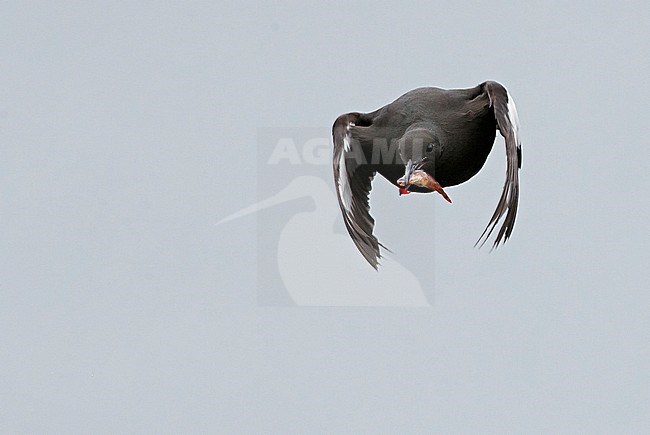 Black Guillemot (Cepphus grylle) during summer in the Shetland islands in United Kingdom. stock-image by Agami/Markus Varesvuo,