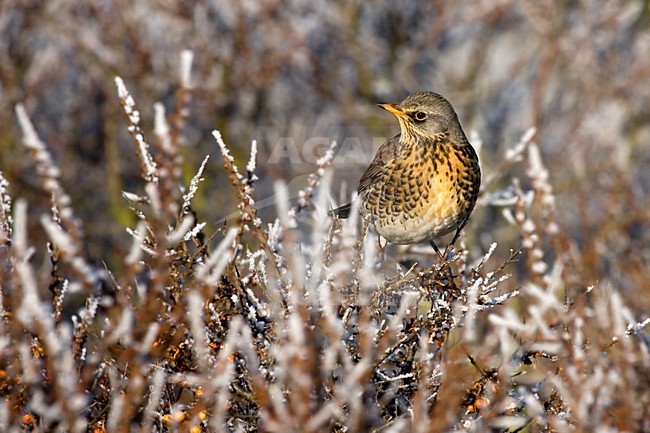 Kramsvogel in Duindoorn; Fieldfare in Sea buckthorn stock-image by Agami/Martijn Verdoes,