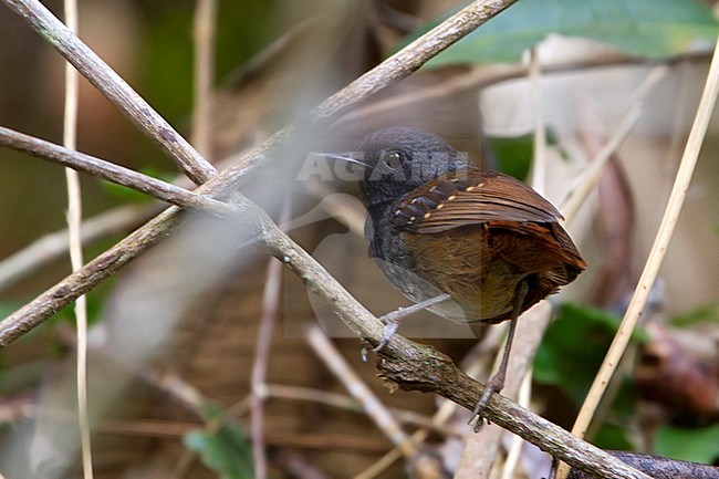 Noordelijke Kastanjestaartmiervogel, Northern Chestnut-tailed Antbird stock-image by Agami/Dubi Shapiro,