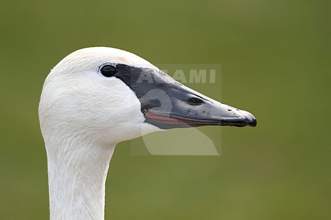 Close-up van kop van een Fluit zwaan in gevangenschap, Closeup of head of a Whistling Swan in captivity stock-image by Agami/Chris van Rijswijk,