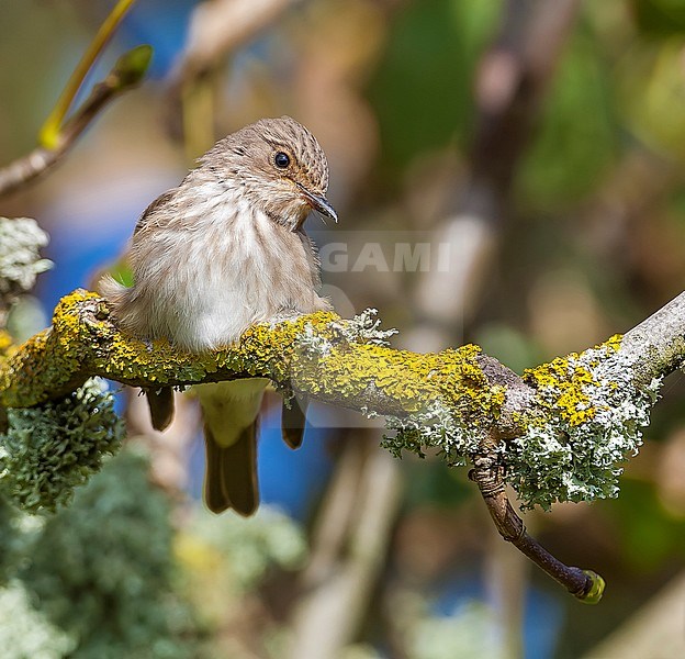 Spotted Flycatcher, perched in a tree near Lampaul, Ouessant, Brittany, France. October 13, 2005. stock-image by Agami/Vincent Legrand,