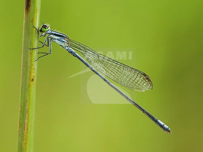 Mannetje Pseudagrion kersteni, Male Kersten's Sprite stock-image by Agami/Wil Leurs,