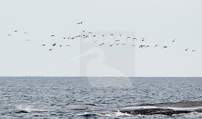 Groep Eiders in de vlucht; Flock of Common Eiders in flight stock-image by Agami/Markus Varesvuo,