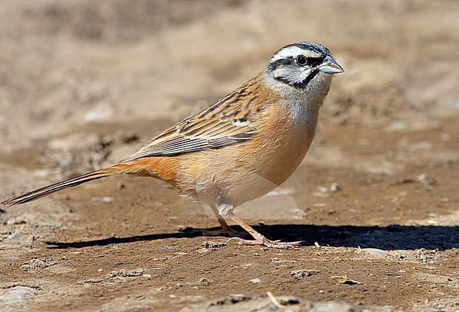  stock-image by Agami/Daniele Occhiato,