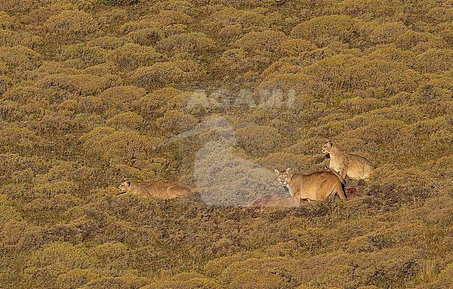 Three Pumas (Puma concolor)​ feeding on a prey in Torres del Paine, Chile, South-America. stock-image by Agami/Steve Sánchez,
