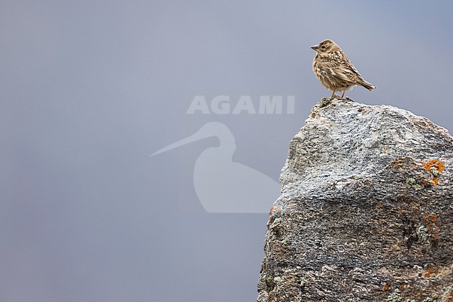 Eastern Rock Sparrow - Steinsperling - Petronia petronia intermedia, Tajikistan, adult stock-image by Agami/Ralph Martin,