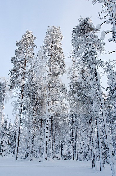 Pine Trees, Kuusamo, Finland stock-image by Agami/Marc Guyt,
