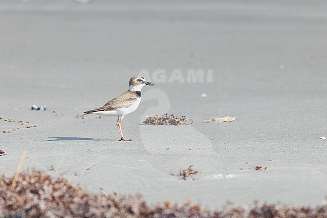 Wilson's plover (Anarhynchus wilsonia)  is a coastal wader which breeds on both coasts of the Americas from the equator northwards. stock-image by Agami/Jacob Garvelink,