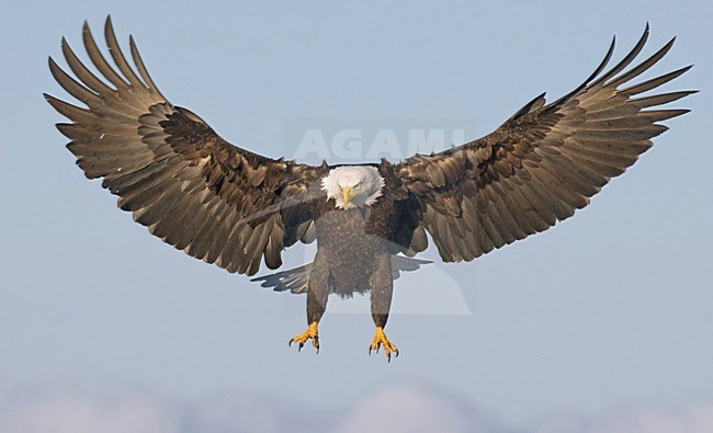 Volwassen Amerikaanse Zeearend in de vlucht; Adult Bald Eagle in flight stock-image by Agami/David Hemmings,