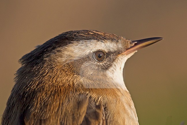 Adult male Moustached Warbler (Acrocephalus melanopogon) caught and banded in Ooj, Netherlands. First record for the Netherlands., first record Netherlands stock-image by Agami/Harvey van Diek,