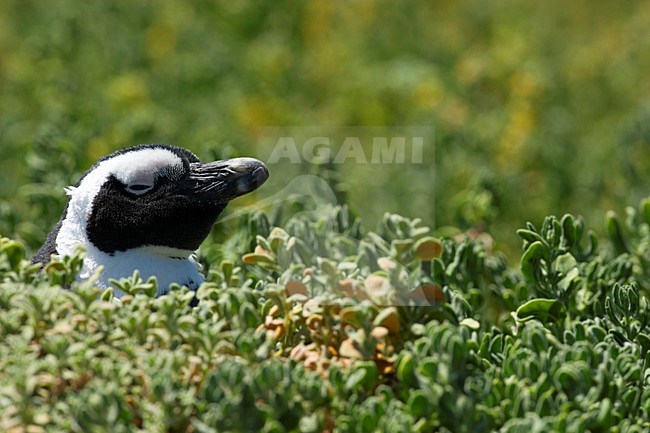 ZwartvoetpinguÃ¯n, Jackass Penguin stock-image by Agami/Wil Leurs,