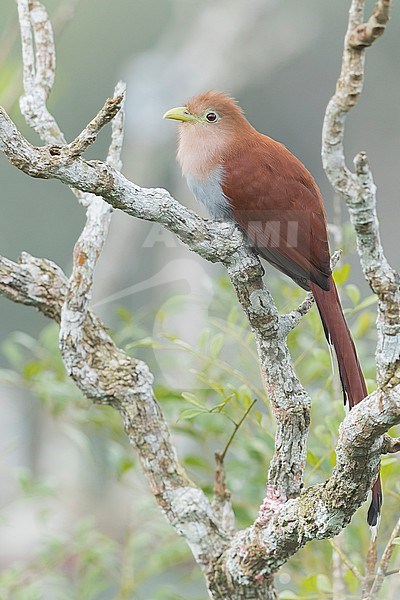 Squirrel Cuckoo (Piaya cayana) perched on a branch in Panama. stock-image by Agami/Glenn Bartley,