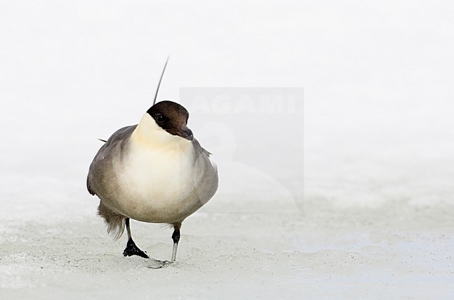 Kleinste Jager op het ijs; Long-tailed Skua standing on ice stock-image by Agami/Markus Varesvuo,