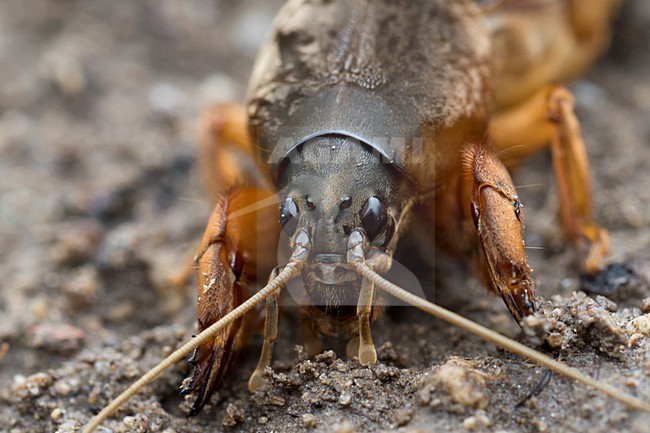 Veenmol, Mole cricket stock-image by Agami/Rob de Jong,