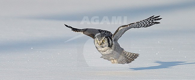 Hawk Owl (Surnia ulula) Kuusamo Finland February 2016 stock-image by Agami/Markus Varesvuo,