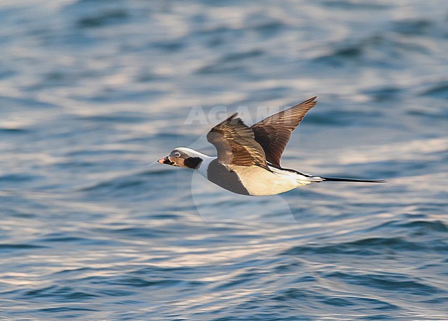 Adult male Long-tailed Duck (Clangula hyemalis) in winter plumge flying over the sea on Varangerfjord peninsula, arctic Norway. stock-image by Agami/Marc Guyt,