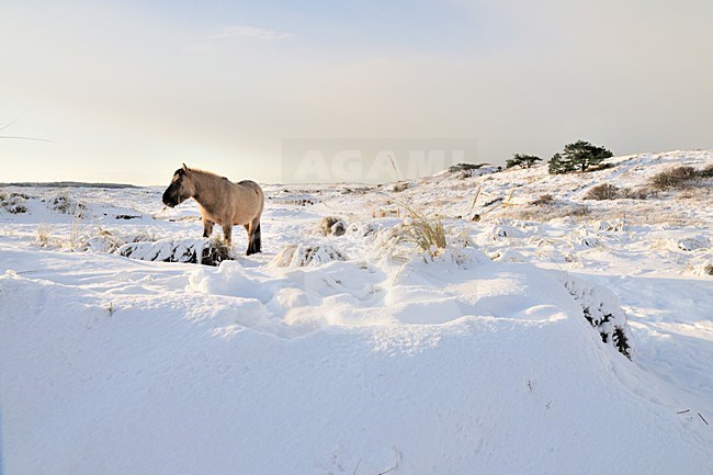  stock-image by Agami/Rob Riemer,
