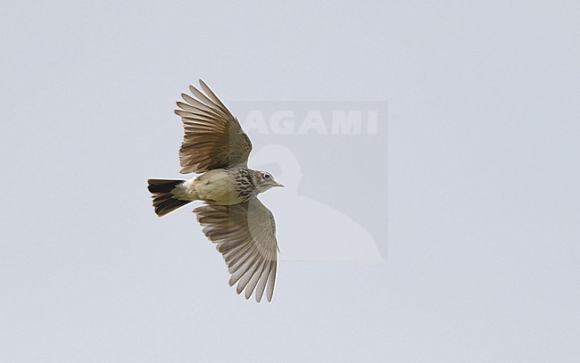 Thekla's Lark (Galerida theklae) in songflight at Extremadura, Spain stock-image by Agami/Helge Sorensen,