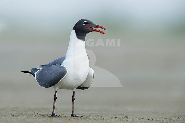 Adult Laughing Gull (Larus atricilla) in breeding plumage in
Galveston County, Texas, USA. Standing on the beach. stock-image by Agami/Brian E Small,