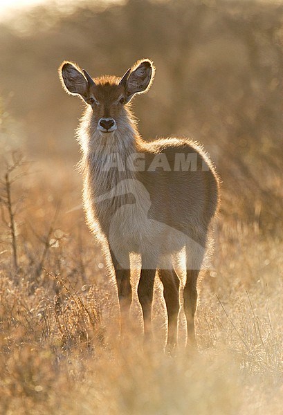 Backlight Waterbuck (Kobus ellipsiprymnus) standing in dry long grass in in Kruger National Park in South Africa. stock-image by Agami/Marc Guyt,