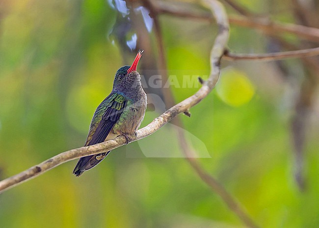 Male Blue-throated Sapphire (Chlorestes eliciae) in Panama. stock-image by Agami/Pete Morris,