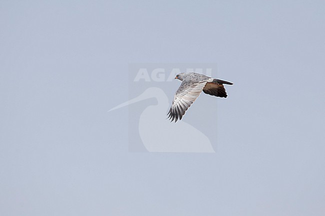 subadult Dark Chanting Goshawk (Melierax metabates) in flight, found at Bishangari in Ethiopia stock-image by Agami/Mathias Putze,