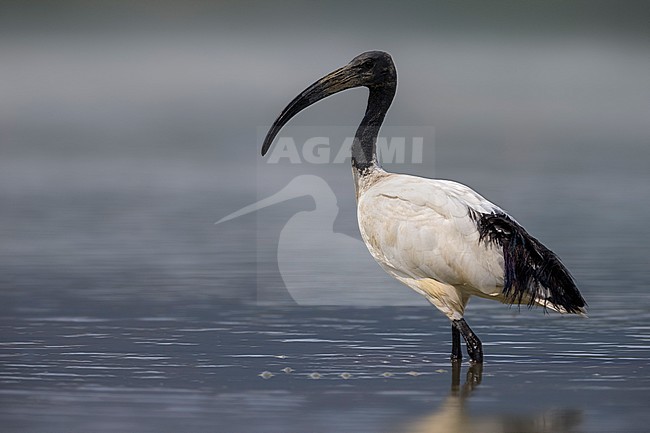 Volwassen Heilige Ibis; Adult Sacred Ibis stock-image by Agami/Daniele Occhiato,