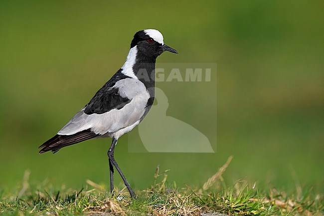 Blacksmith Lapwing (Vanellus armatus), side view of an adult standing on the ground, Western Cape, South Africa stock-image by Agami/Saverio Gatto,