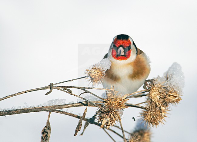 Putter foeragerend op zaden in sneeuw; Goldfinch foraging on seeds with snow stock-image by Agami/Markus Varesvuo,