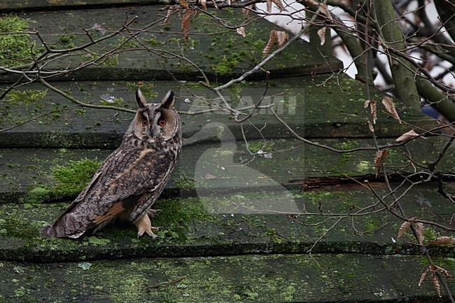 Ransuil in de tuin; Long-eared Owl in the garden stock-image by Agami/Chris van Rijswijk,