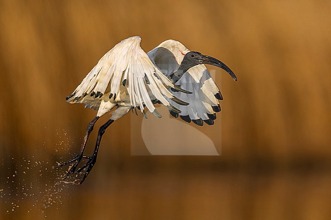 Introduced/ escaped Sacred Ibis, Threskiornis aethiopicus, in Italy. stock-image by Agami/Daniele Occhiato,