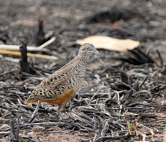 Barred Buttonquail (Turnix suscitator) walking on the ground. stock-image by Agami/James Eaton,