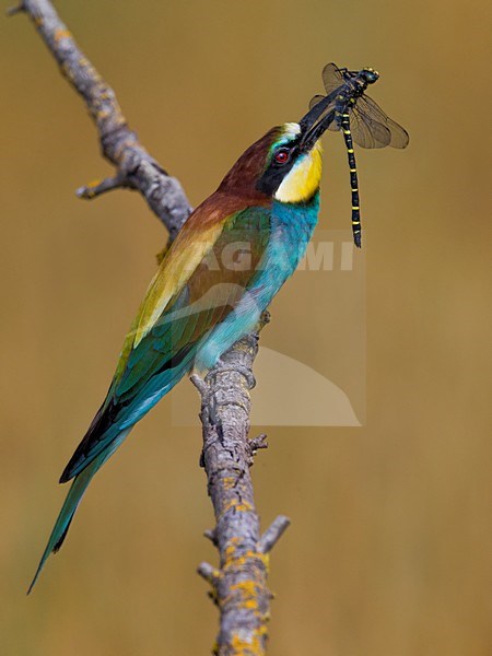 Bijeneter met prooi, European Bee-eater with prey stock-image by Agami/Daniele Occhiato,