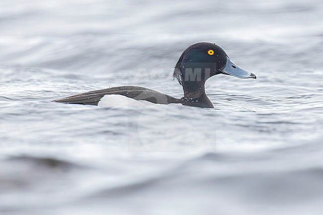 Tufted Duck (Aythya fuligula), side view of an adult male swimming in the water, Finnmark, Norway stock-image by Agami/Saverio Gatto,