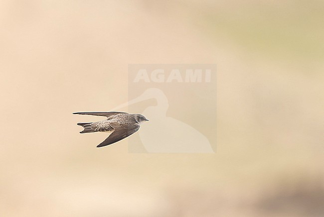 Well-marked Pale Martin (Riparia diluta) in flight stock-image by Agami/Dani Lopez-Velasco,