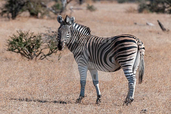 Portrait of a plains zebra, Equus quagga. Mashatu Game Reserve, Botswana. stock-image by Agami/Sergio Pitamitz,