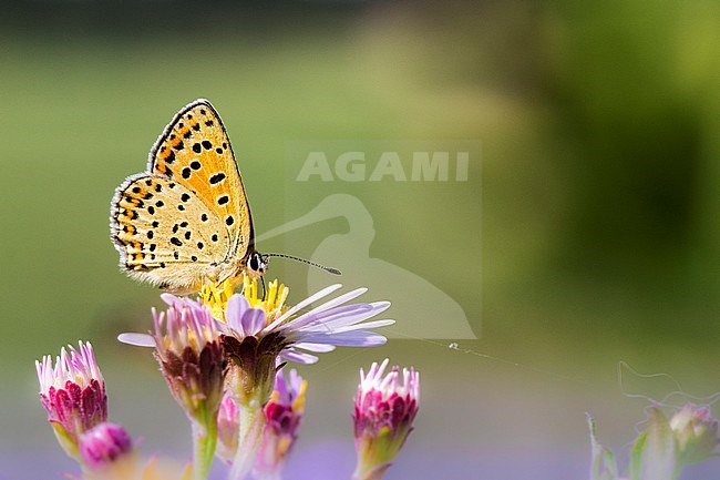 Sooty Copper, Lycaena tityrus stock-image by Agami/Wil Leurs,
