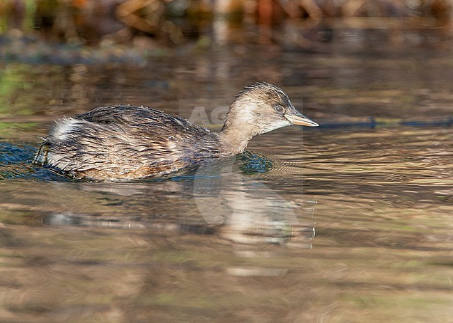Little Grebe (Tachybaptus ruficollis) wintering in lake in Katwijk in the Netherlands. stock-image by Agami/Marc Guyt,