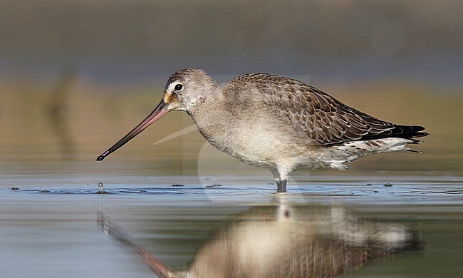 First-winter Hudsonian Godwit (Limosa haemastica) wading in shallow water Salinas Wetlands in Monterey, California, United States. stock-image by Agami/Brian Sullivan,